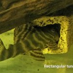 Catfish Cave Rectangle